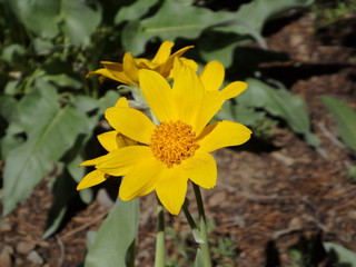 Arrowleaf Balsamroot