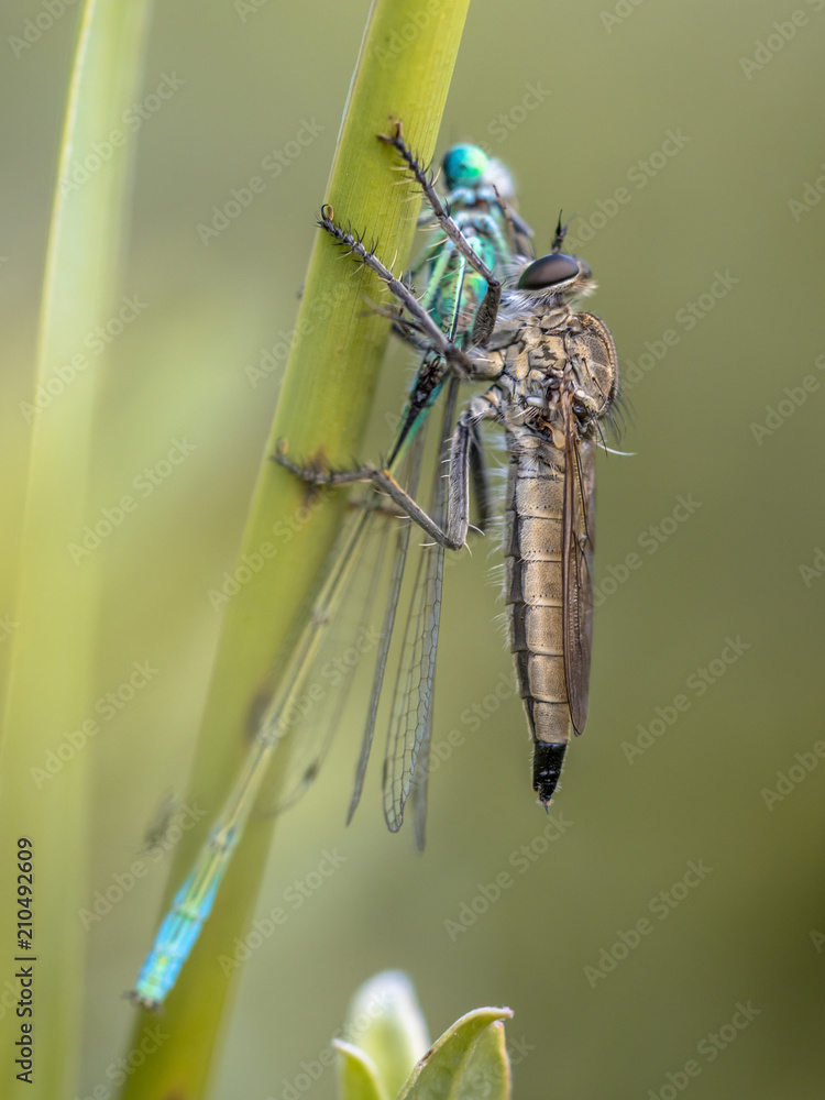 Poster Assasin fly with Ischnura damselfly prey