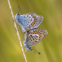 Fototapeta na wymiar Pair of silver studded blue butterflies mating