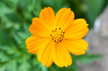 Cosmos Sulphureus also known as yellow cosmos flower against green bakground