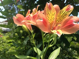 Fototapeta premium 美しいお花