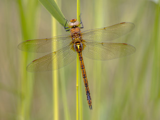 Green eyed hawker on reed