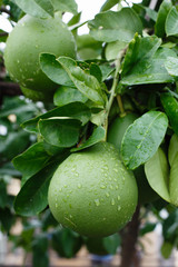 Green grapefruit - 210493620
