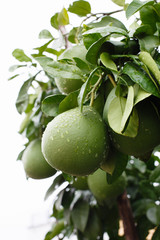 Green grapefruit