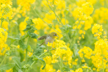 飛び立つよー