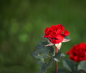 red rose petals on the green natural blurred background with clipping path. Closeup. For design, texture, background. Nature.