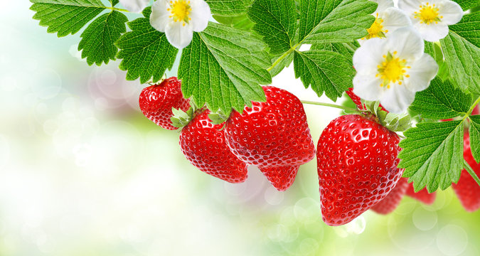 red ripe summer strawberries