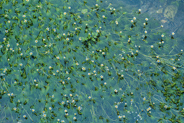 初夏の水中花・梅花藻