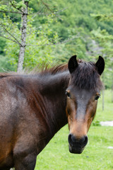 Fototapeta premium Horse