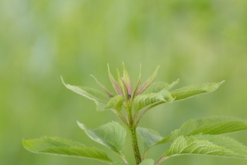 これから咲くんだよ