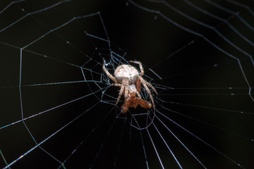 Spider 5