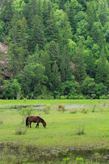 Fototapeta na wymiar Pasture and horses