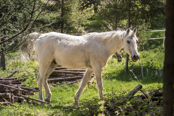 A white horse in the woods. 