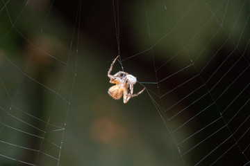 Spider 1