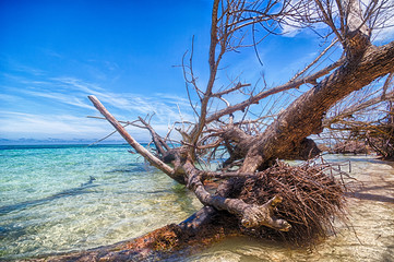 San Blas island with fallen tree