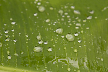 Water drops on green leaf nature background.