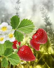 strawberries summer fresh