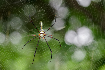 Image of Spider Nephila Maculata, Gaint Long-jawed Orb-weaver (female) in the net. Insect Animal