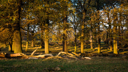 Sunrise lighting autumn forest and tree trucks in Richmond Park, London