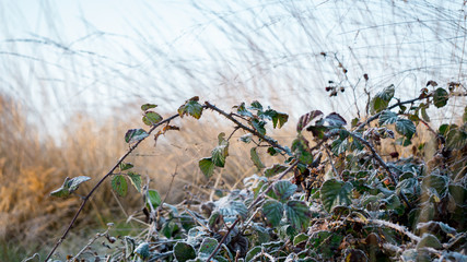 Frost covered autumn leaves and foliage in Richmond Park, London