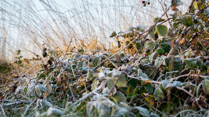 Frost covered autumn leaves and foliage in Richmond Park, London