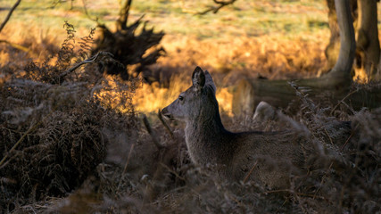Deer at sunrise in autumn frost in Richmond Park, London