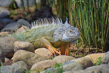 Wild Iguana eating plant leaves out of an herb garden in Puerto Vallarta Mexico. Ctenosaura pectinata, commonly known as the Mexican spiny-tailed iguana or the Mexican spinytail iguana, is a moderate-