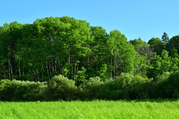 Green expanse of nature. Green dense grass and forest.	