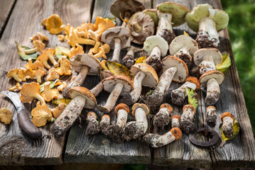 Wild mushrooms with green fern from forest on wooden table