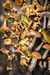 Top view of wild mushrooms with green fern from forest