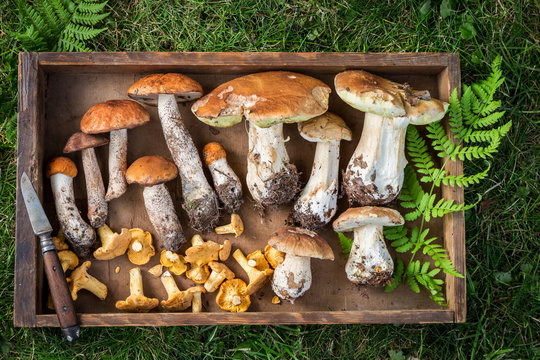 Tasty and fresh wild mushrooms with green fern from forest