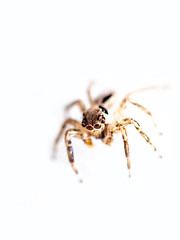 Macro shot of Jumping spider