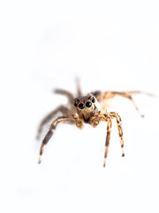 Fototapeta premium Macro shot of Jumping spider