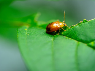Macro photo of Ladybug