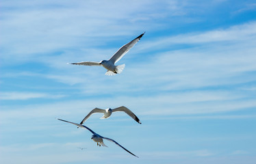 Gulls Soaring High