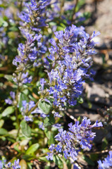 Obraz premium ajuga reptans or blue bugle blue flowers