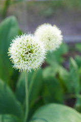 Allium microdictyon green plant with white  round head