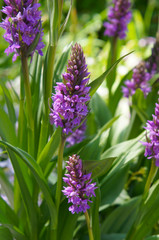 Dactylorhiza longibracteata or spotted orchid purple flowers with green vertical