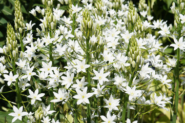 Ornithogalum magnum or star-of-bethlehem many white flowers with green 