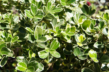 Euonymus japonicus or japanese euonymus green shrub plant