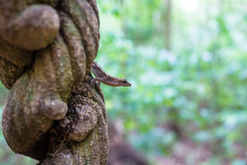 Lizard sitting on a liana in the jungle of Tikal, Guatemala, Central America