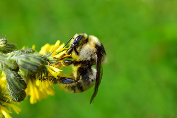 Bumblebee collects pollen from yellow flower. Macro. Closeup.