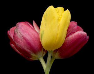 Fototapeta premium tulip isolated on black background