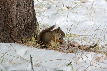 Squirrel in the snow