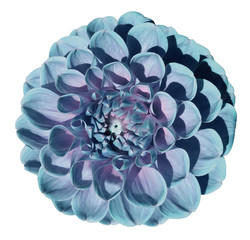 Turquoise-pink dahlia flower, white isolated background with clipping path. Closeup.  no shadows.  For design.  Nature.