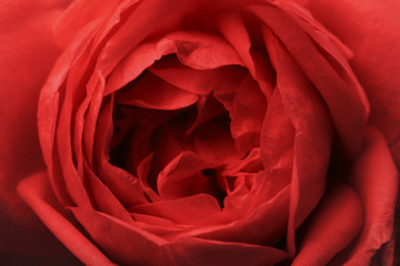 Flower Rose  red.  Macro.  View from above. Floral  background.  Nature.