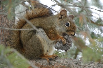 Naklejka na ściany i meble Squirrel and nut