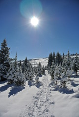 Track in the snow