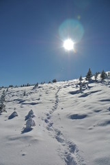 Track in the snow