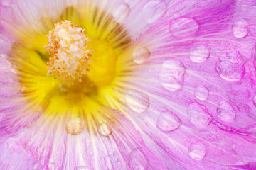 Mallow flower head closeup